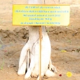 Vata Vriksha planted by Mahasannidhanam in Rajapalyam in 2012