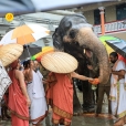 Jagadgurus being welcomed back to Sringeri