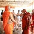 The Jagadgurus then graced the Goshala of the Ashram