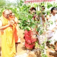 The Jagadgurus also planted saplings in the premises of the Goshala